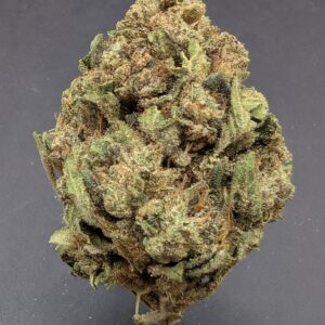 TEDDY GRAMZ (hybrid)