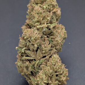 JACKS COMET (sativa)